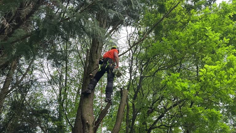 How Our Tree Care Process Works  in El Rio, CA